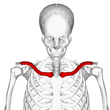 Clavicle_-_animation2